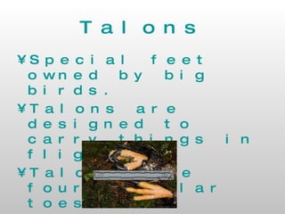 Talons Special feet owned by big birds. Talons are designed to carry things in flight. Talons have four muscular toes. The talons can carry fairly large fish. 