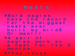 Nests Bald eagles have the record for the biggest nests ever built by bird…Or man!!! A pair of eagles work on a nest for 1 to 3 months. They reuse nests and build them bigger! They can carry on building the nest for years. 
