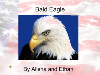 Bald Eagle By Alisha and Ethan  
