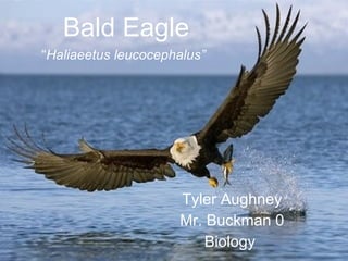 Bald Eagle “ Haliaeetus leucocephalus”   Tyler Aughney Mr.   Buckman 0 Biology  