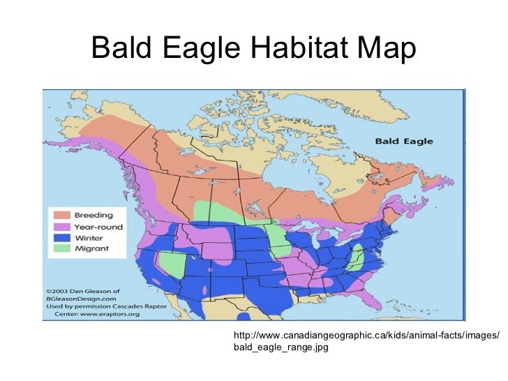 Bald Eagle Habitat World Map