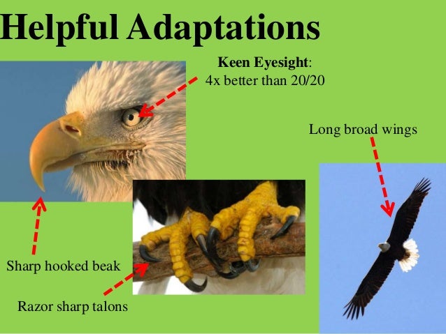 What are some adaptations of eagles?