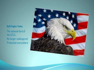 Bald eagles | PPT