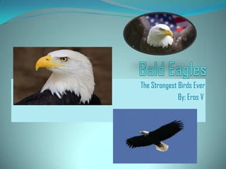 The Strongest Birds Ever
By: Eros V.
 
