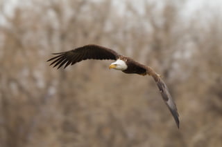Bald Eagles of Colorado | PDF
