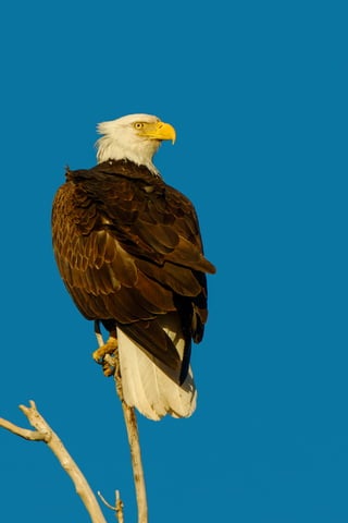 Bald Eagles of Colorado | PDF