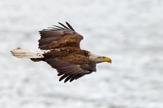 Bald Eagles of Colorado | PDF