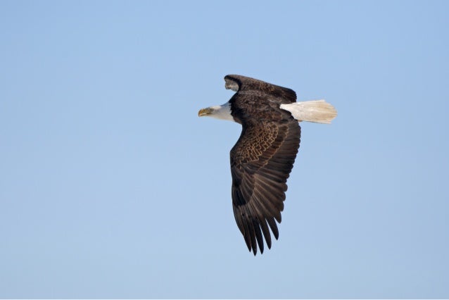 Bald Eagles of Colorado