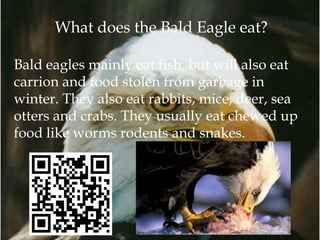 Bald eagles2 | PPT | Free Download