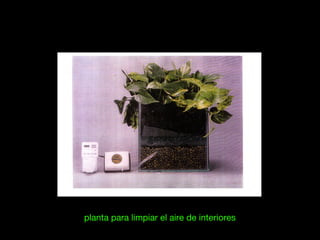 planta para limpiar el aire de interiores
 