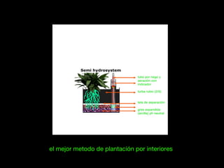 el mejor metodo de plantación por interiores
 