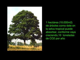 1 hectárea (10.000m2)
de árboles como éste en
la selva tropical puede
absorbar, conforme vaya
creciendo,10 toneladas
de CO2 por año
 