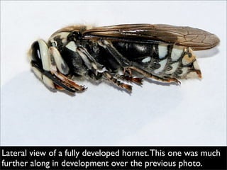 Bald Faced Hornet