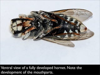 Bald Faced Hornet