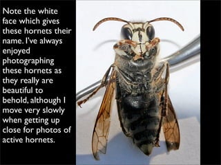 Bald Faced Hornet