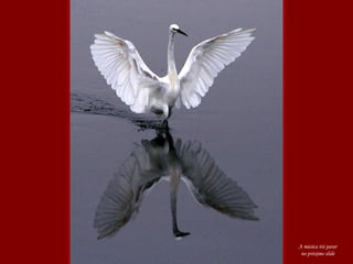 A música irá parar no próximo slide 