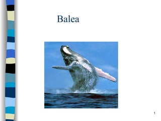 Balea  