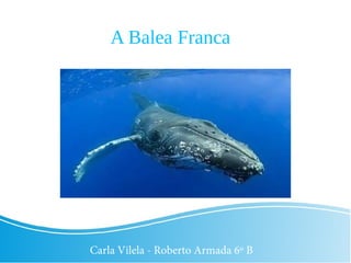 A Balea Franca
Carla Vilela - Roberto Armada 6º B
 