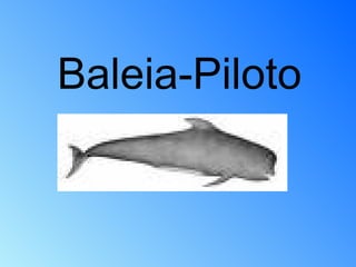 Baleia-Piloto 