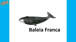 Baleia Franca
 