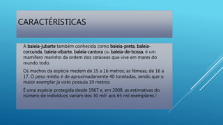 CARACTÉRISTICAS
 A baleia-jubarte também conhecida como baleia-preta, baleia-
corcunda, baleia-xibarte, baleia-cantora ou baleia-de-bossa, é um
mamífero marinho da ordem dos cetáceos que vive em mares do
mundo todo.
 Os machos da espécie medem de 15 a 16 metros; as fêmeas, de 16 a
17. O peso médio é de aproximadamente 40 toneladas, sendo que o
maior exemplar já visto possuía 19 metros.
 É uma espécie protegida desde 1967 e, em 2008, as estimativas do
número de indivíduos variam dos 30 mil2 aos 65 mil exemplares.3
 