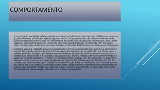 COMPORTAMENTO
 A organização social das baleias-jubarte é escassa, os indivíduos costumam ser solitários ou vivem em
grupos efêmeros que duram apenas algumas horas. Os agrupamentos são mais estáveis no verão,
quando cooperam entre si para fins alimentares. Relações mais duradouras, de meses ou anos, entre
casais ou pequenos grupos são raramente descritas. Sua distribuição mundial faz com que sejam
vistas muitas vezes juntamente com outras baleias da família Delphinidae, mas raramente interagindo.
 O cortejo sexual é realizado durante o período do inverno; a competição pela parceira é geralmente
intensa. Grupos de machos de dois até vinte exemplares reúnem-se ao redor de uma fêmea para
realizar exibições variadas, que servem para estabelecer as relações dominantes entre os machos. O
cortejo dura várias horas e a "cobiçada" do grupo flutua entre a chegada de novos pretendentes e a
saída dos machos perdedores. Podem ser realizados saltos, golpes com as barbatanas na superfície,
ataques a outros machos ou fugas. Supõe-se que o canto das baleias participe também do ato de
cortejo, mas não está claro se o propósito é a identificação entre os machos ou um chamado para o
ato sexual em si (ou ambas). Entretanto, todos estes comportamentos também foram observados na
ausência completa de fêmeas em potencial, o que levanta a possibilidade de que estes atos sejam
ferramentas de comunicação, utilizadas com inúmeros propósitos.
 