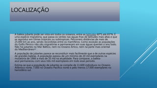 LOCALIZAÇÃO
 A baleia-jubarte pode ser vista em todos os oceanos, entre as latitudes 60ºS até 65ºN. É
uma espécie migratória, que passa os verões nas águas frias de latitudes mais altas e que
se reproduz em climas tropicais ou subtropicais. Percorrem distâncias de mais de
25.000 km ao ano, sendo recordistas entre os mamíferos. Como exceção as populações
do Golfo Pérsico não são migratórias e permanecem em suas águas quentes o ano todo.
Não há jubartes no Mar Báltico, nem no Oceano Ártico, nem na parte mais oriental
do Mediterrâneo12 .
 A população de jubartes parece se reconstituir mais facilmente que a de outras espécies
de grandes baleias. A população passou de um mínimo de 20 mil exemplares na
moratória de 1966 a mais de 35 mil na atualidade. Para comparar, a baleia-
azul permaneceu com seus três mil exemplares em todo esse período.
 Estima-se que a população de jubartes se compõe de 11.600 indivíduos no Oceano
Atlântico norte, 7.000 no Oceano Pacífico norte e pelo menos 17.000 exemplares no
hemisfério sul.
 
