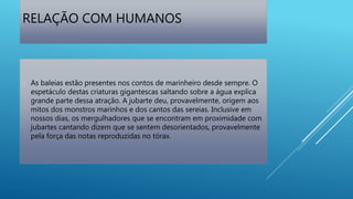RELAÇÃO COM HUMANOS
 As baleias estão presentes nos contos de marinheiro desde sempre. O
espetáculo destas criaturas gigantescas saltando sobre a água explica
grande parte dessa atração. A jubarte deu, provavelmente, origem aos
mitos dos monstros marinhos e dos cantos das sereias. Inclusive em
nossos dias, os mergulhadores que se encontram em proximidade com
jubartes cantando dizem que se sentem desorientados, provavelmente
pela força das notas reproduzidas no tórax.
 