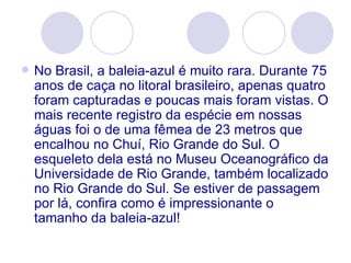 No Brasil, a baleia-azul é muito rara. Durante 75 anos de caça no litoral brasileiro, apenas quatro foram capturadas e poucas mais foram vistas. O mais recente registro da espécie em nossas águas foi o de uma fêmea de 23 metros que encalhou no Chuí, Rio Grande do Sul. O esqueleto dela está no Museu Oceanográfico da Universidade de Rio Grande, também localizado no Rio Grande do Sul. Se estiver de passagem por lá, confira como é impressionante o tamanho da baleia-azul! 
