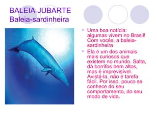 BALEIA JUBARTE Baleia-sardinheira Uma boa notícia: algumas vivem no Brasil! Com vocês, a baleia-sardinheira  Ela é um dos animais mais curiosos que existem no mundo. Salta, dá borrifos bem altos, mas é imprevisível. Avistá-la, não é tarefa fácil. Por isso, pouco se conhece do seu comportamento, do seu modo de vida.  