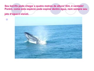 Seu borrifo pode chegar a quatro metros de altura! Sim, é verdade! Porém, como esta espécie pode expirar dentro água, nem sempre seu jato d’água é visível .   