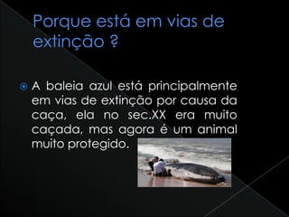  A baleia azul está principalmente
em vias de extinção por causa da
caça, ela no sec.XX era muito
caçada, mas agora é um animal
muito protegido.
 
