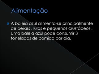 A baleia azul alimenta-se principalmente
de peixes , lulas e pequenos crustáceos .
Uma baleia azul pode consumir 3
toneladas de comida por dia.
 