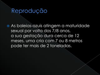 As baleias-azuis atingem a maturidade
sexual por volta dos 7/8 anos,
a sua gestação dura cerca de 12
meses, uma cria com 7 ou 8 metros
pode ter mais de 2 toneladas.
 