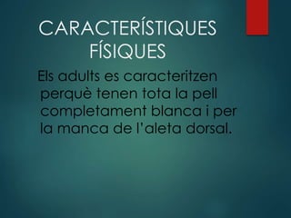 CARACTERÍSTIQUES
FÍSIQUES
Els adults es caracteritzen
perquè tenen tota la pell
completament blanca i per
la manca de l’aleta dorsal.
 