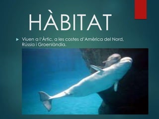 HÀBITAT Viuen a l‘Àrtic, a les costes d’Amèrica del Nord,
Rússia i Groenlàndia.
 
