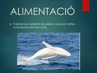 ALIMENTACIÓ
 S'alimenten sobretot de peixos, crustacis i altres
invertebrats del fons marí.
 