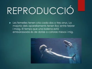REPRODUCCIÓ
 Les femelles tenen cria cada dos o tres anys. La
majoria dels aparellaments tenen lloc entre febrer
i maig. El temps que una balena està
embarassada és de dotze a catorze mesos i mig.
 