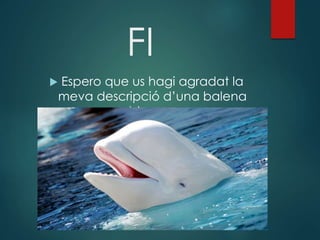 FI
 Espero que us hagi agradat la
meva descripció d’una balena
blanca.
 