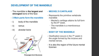 Mandible Development Oral Biology | PPTX