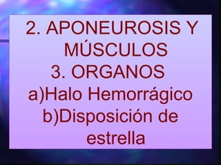2. APONEUROSIS Y
MÚSCULOS
3. ORGANOS
a)Halo Hemorrágico
b)Disposición de
estrella
 
