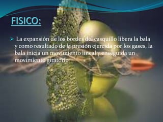  La expansión de los bordes del casquillo libera la bala
y como resultado de la presión ejercida por los gases, la
bala inicia un movimiento lineal y enseguida un
movimiento giratorio
FISICO:
 