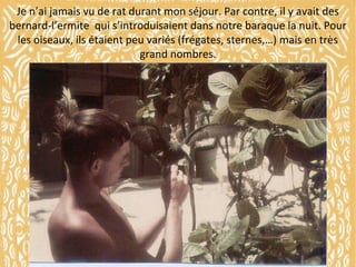 Je n’ai jamais vu de rat durant mon séjour. Par contre, il y avait des
bernard-l’ermite qui s’introduisaient dans notre baraque la nuit. Pour
les oiseaux, ils étaient peu variés (frégates, sternes,…) mais en très
grand nombres.

 