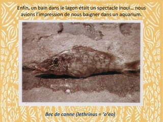 Enfin, un bain dans le lagon était un spectacle inouï… nous
avions l’impression de nous baigner dans un aquarium.

Bec de canne (lethrinus = ‘o’eo)

 
