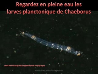 Texte et photo : michel.rosso@gmail.com