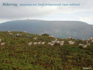 Bidarray  moutons   sur   fond Artzamendi (926 mètres)   