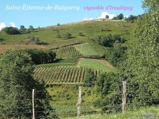 Saint-Étienne-de-Baïgorry  vignoble d’Irouléguy 