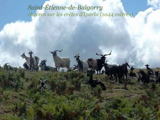 Saint-Étienne-de-Baïgorry  chèvres sur les crêtes d’Iparla (1044 mètres) 