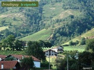 Irouléguy  le vignoble 