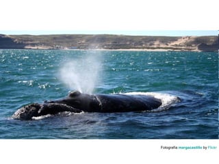 Fotografía margacastillo by Flickr